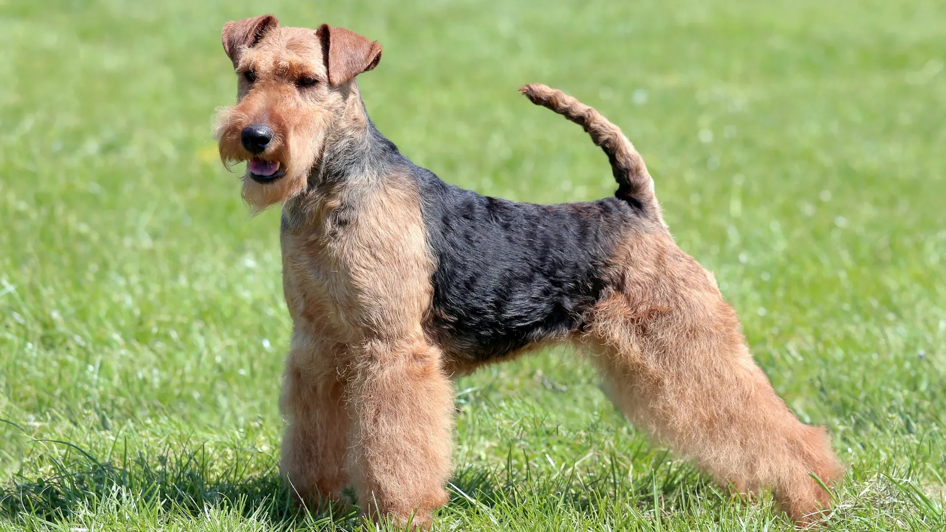 Welsh Terrier